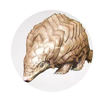 Armadillo