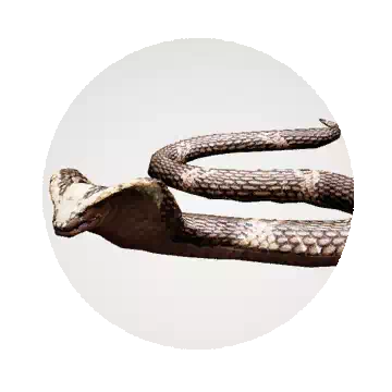 Gorgo Cobra