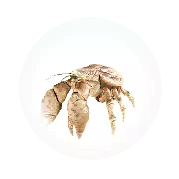 Kelop