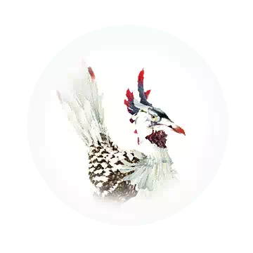 Coco Bird