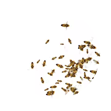 Tiny Bee Swarm