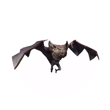 Forest Bat