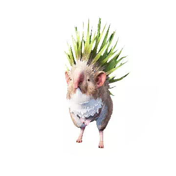 Grassland Hedgehog