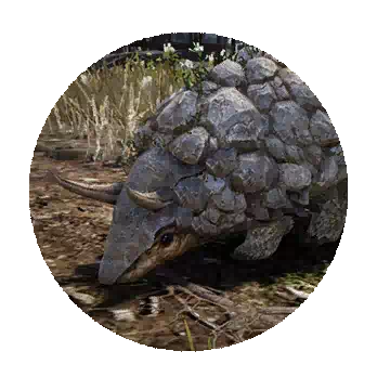 Rockroot Armadillo