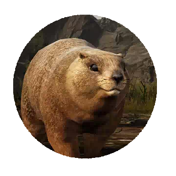 Marmot