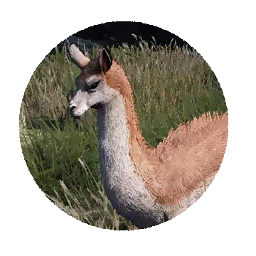 Guanaco