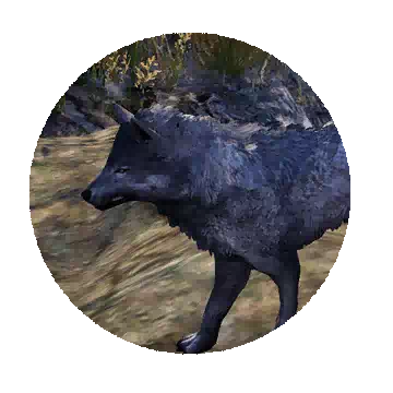 Gray Highland Wolf