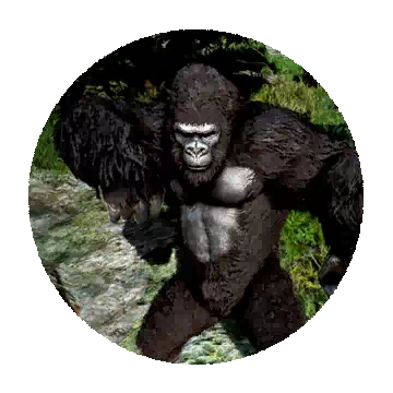 Gorilla