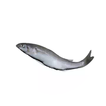 Balenos Mullet