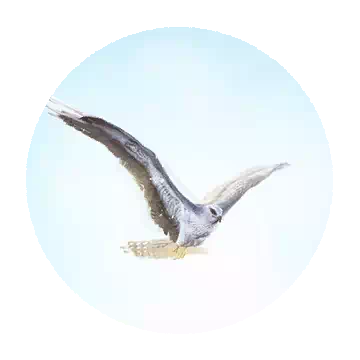 Hawk